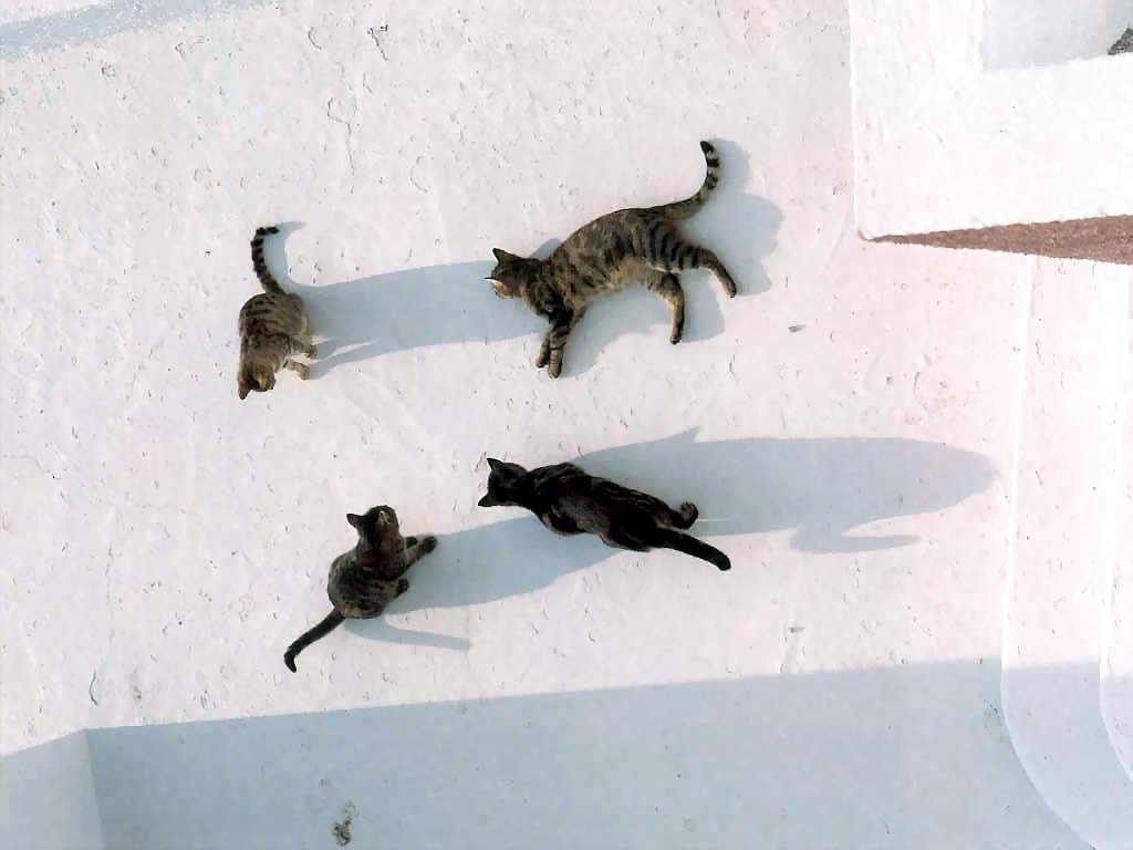 Gatti (168)